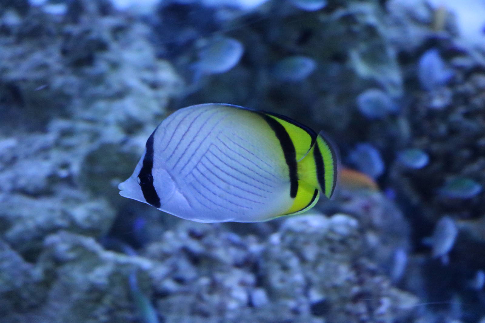 Vagabond butterflyfish - EPSON Aqua Park, February 2016