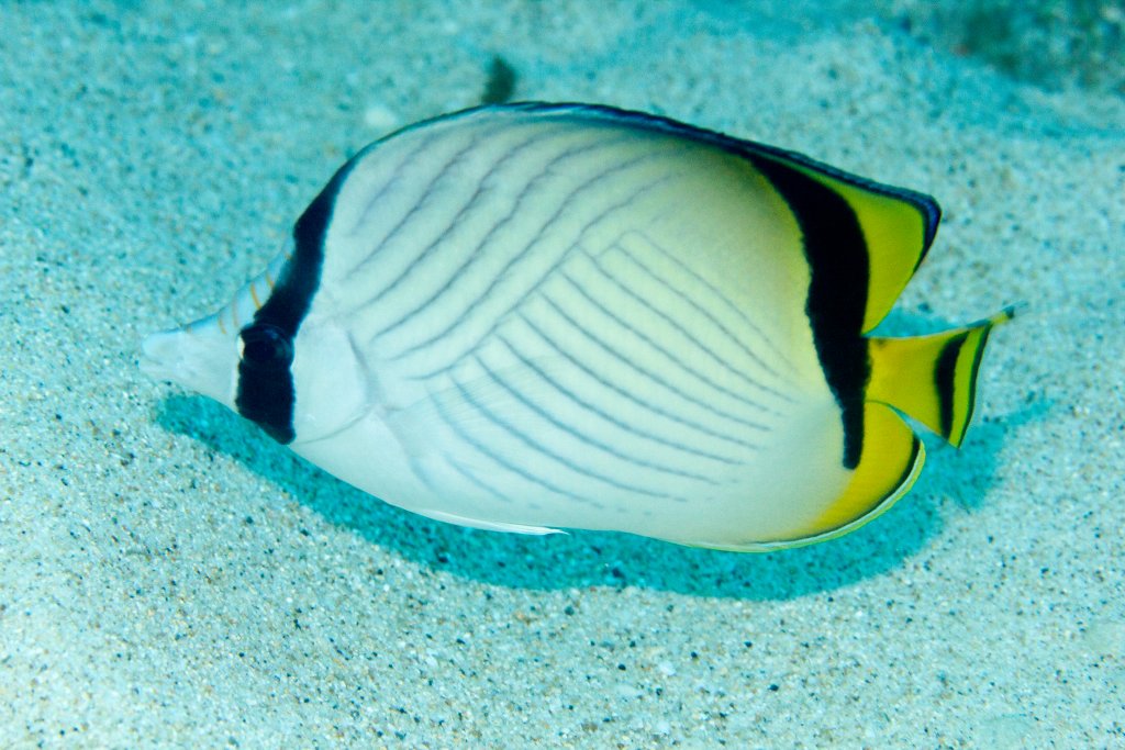 Vagabond Butterflyfish