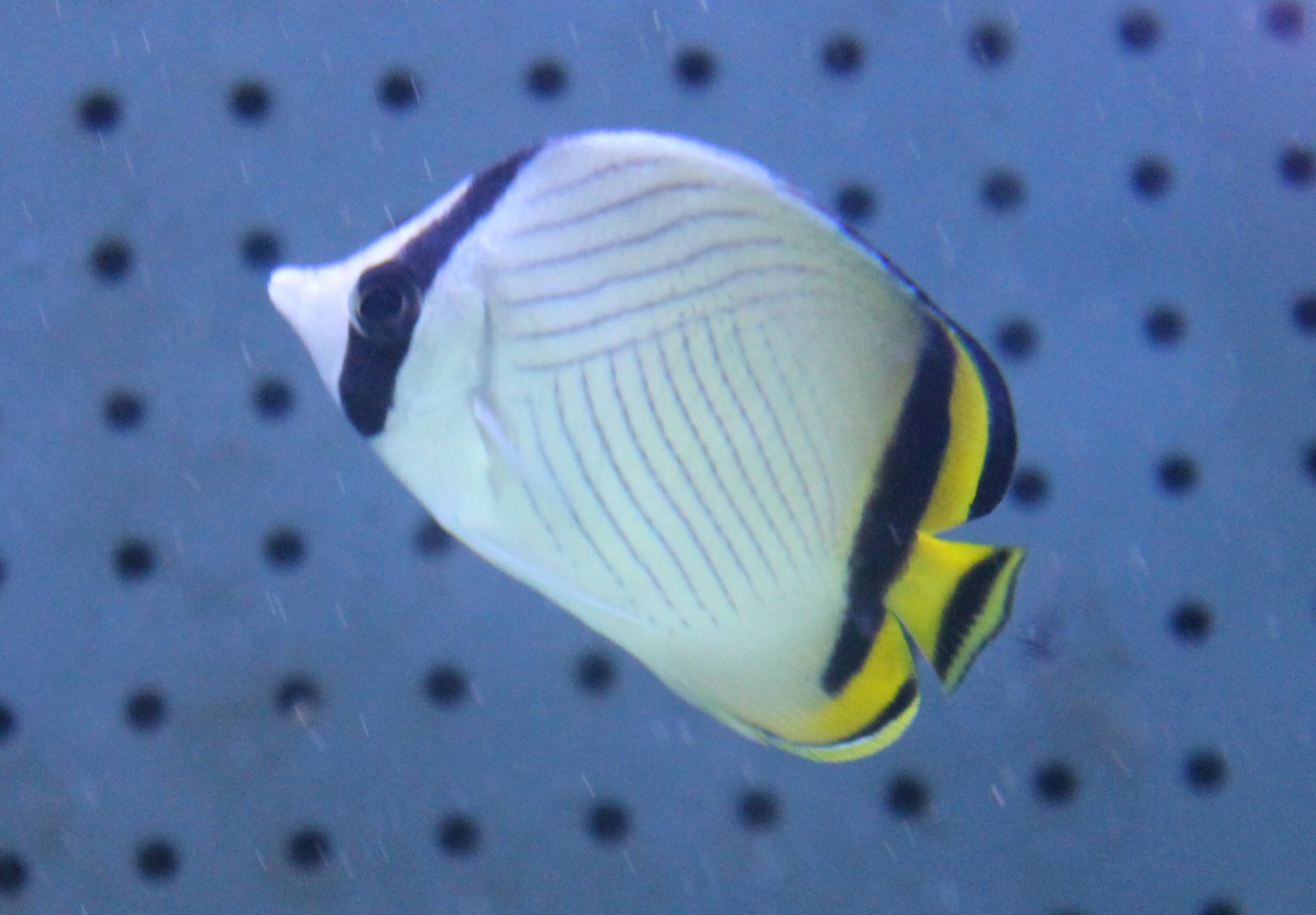 Vagabund butterflyfish