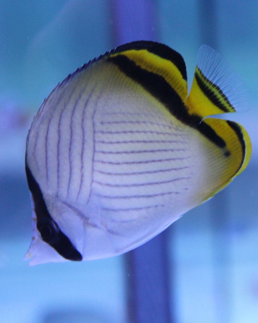 Vagebond butterflyfish - Chaetodon vagabundus