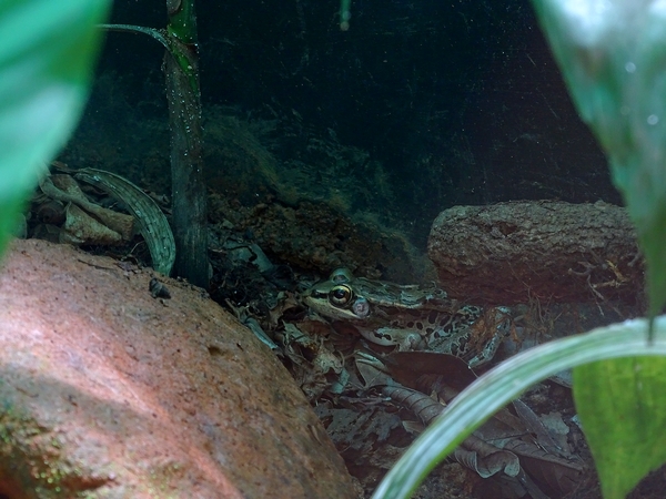 Vaillaint's frog (Lithobates vaillanti)