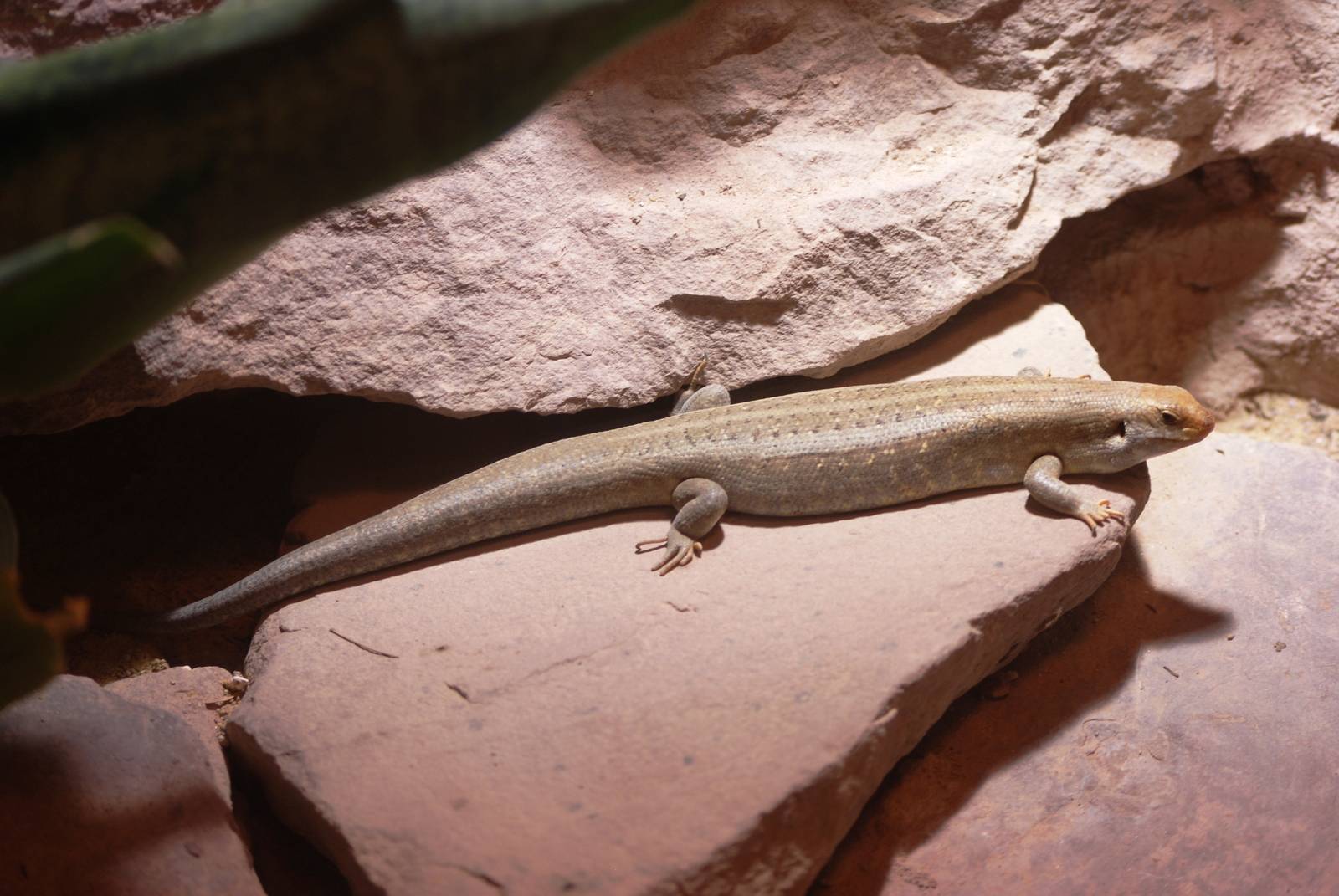 Vaillant's Mabuya at Erfurt, 18/03/15