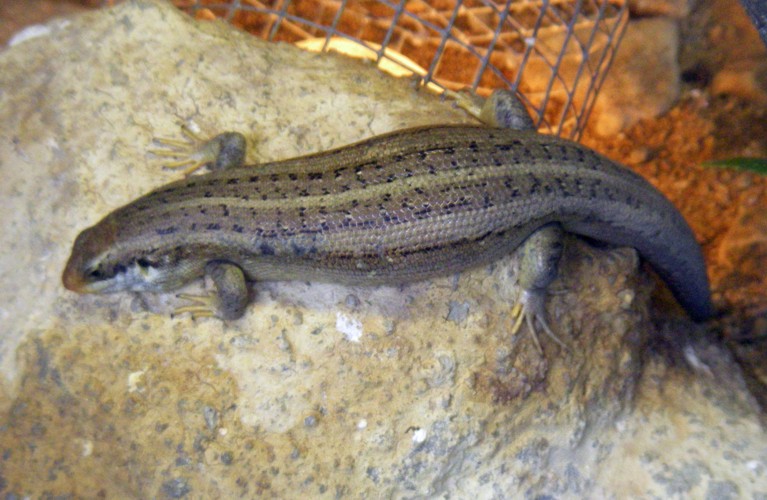 Vaillant's Mabuya (Chioninia vaillantii)