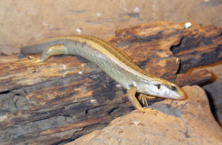 Vaillant's Mabuya (Chioninia vaillantii)