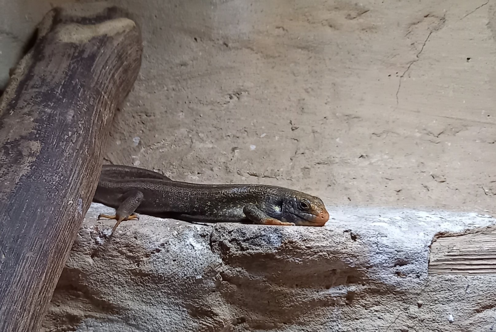 Vaillant's mabuya - Chioninia vaillantii