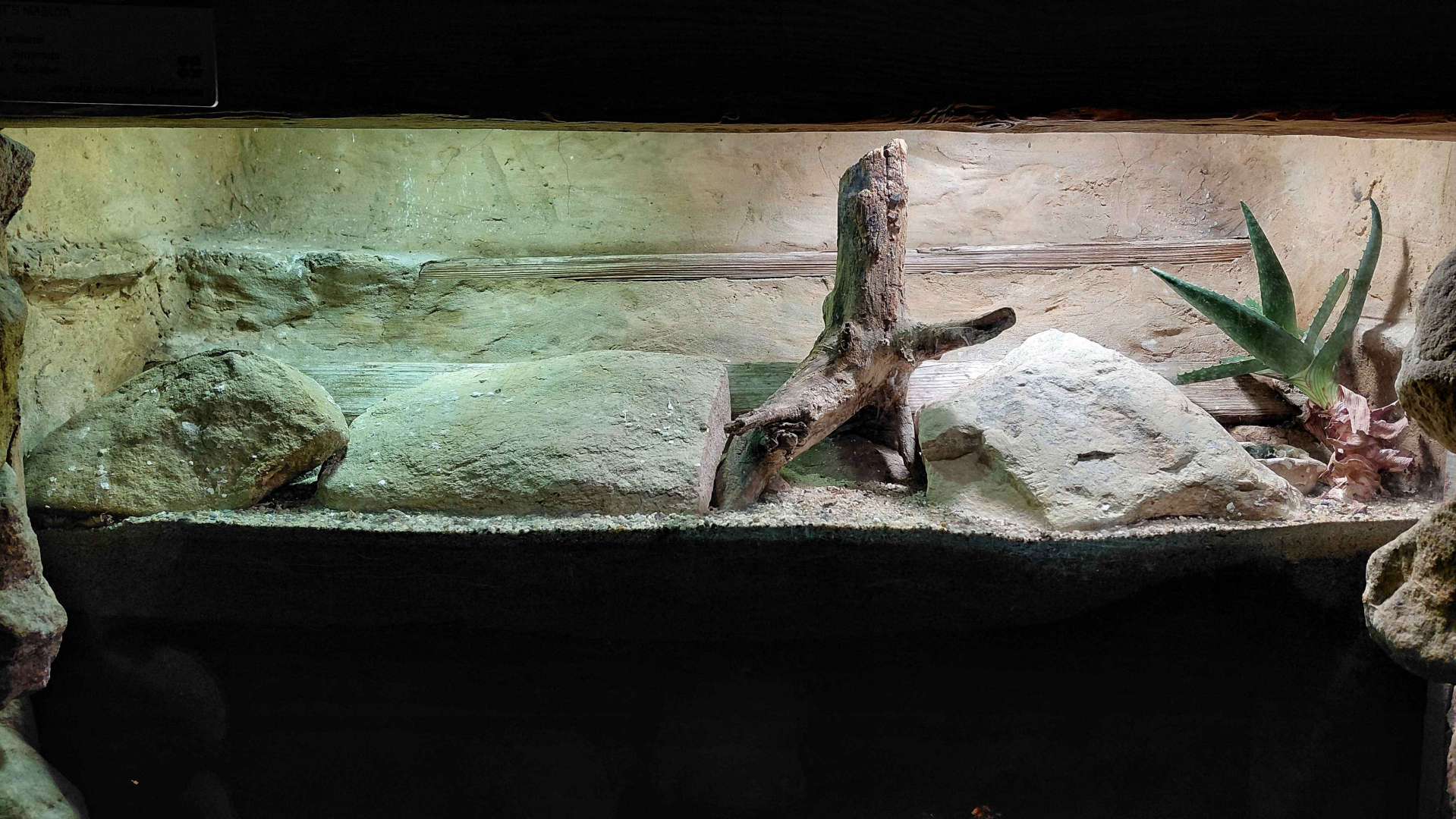 Vaillant's mabuya exhibit