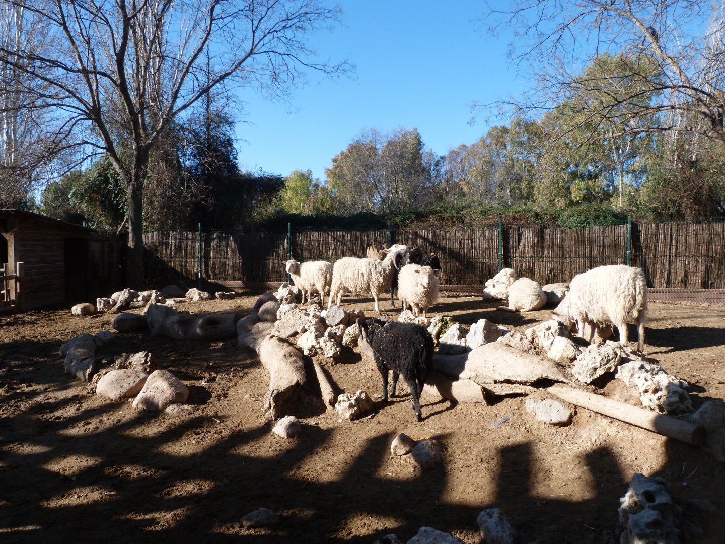 Valachian sheep and Ouessant sheep exhibit -Faunia (2025)