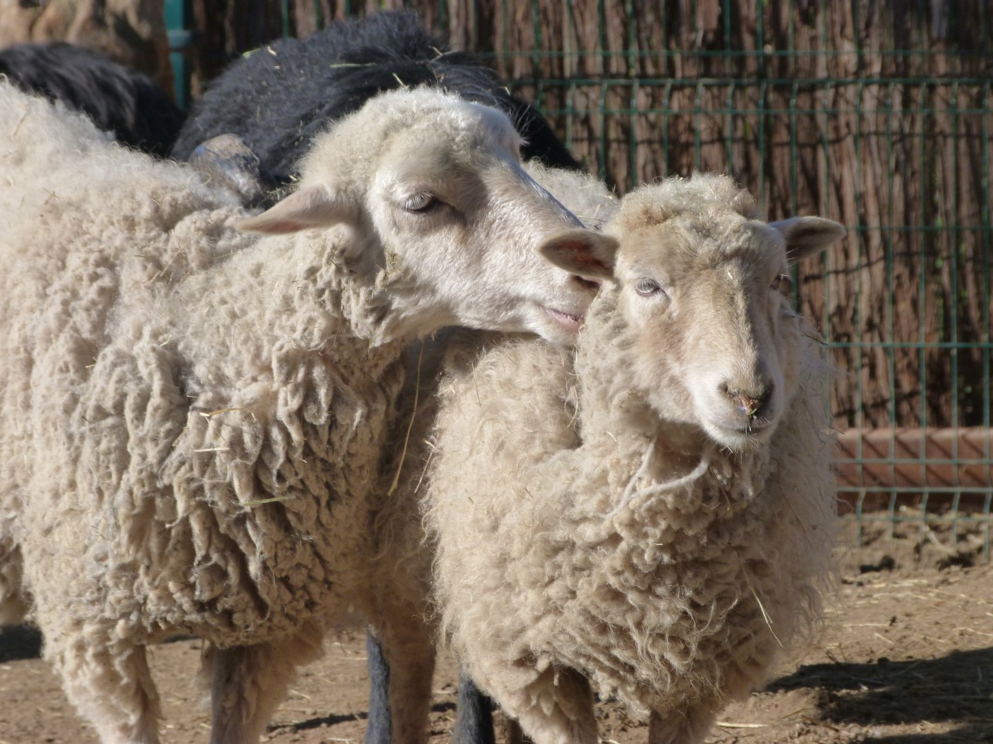 Valachian sheep -Faunia (2025)