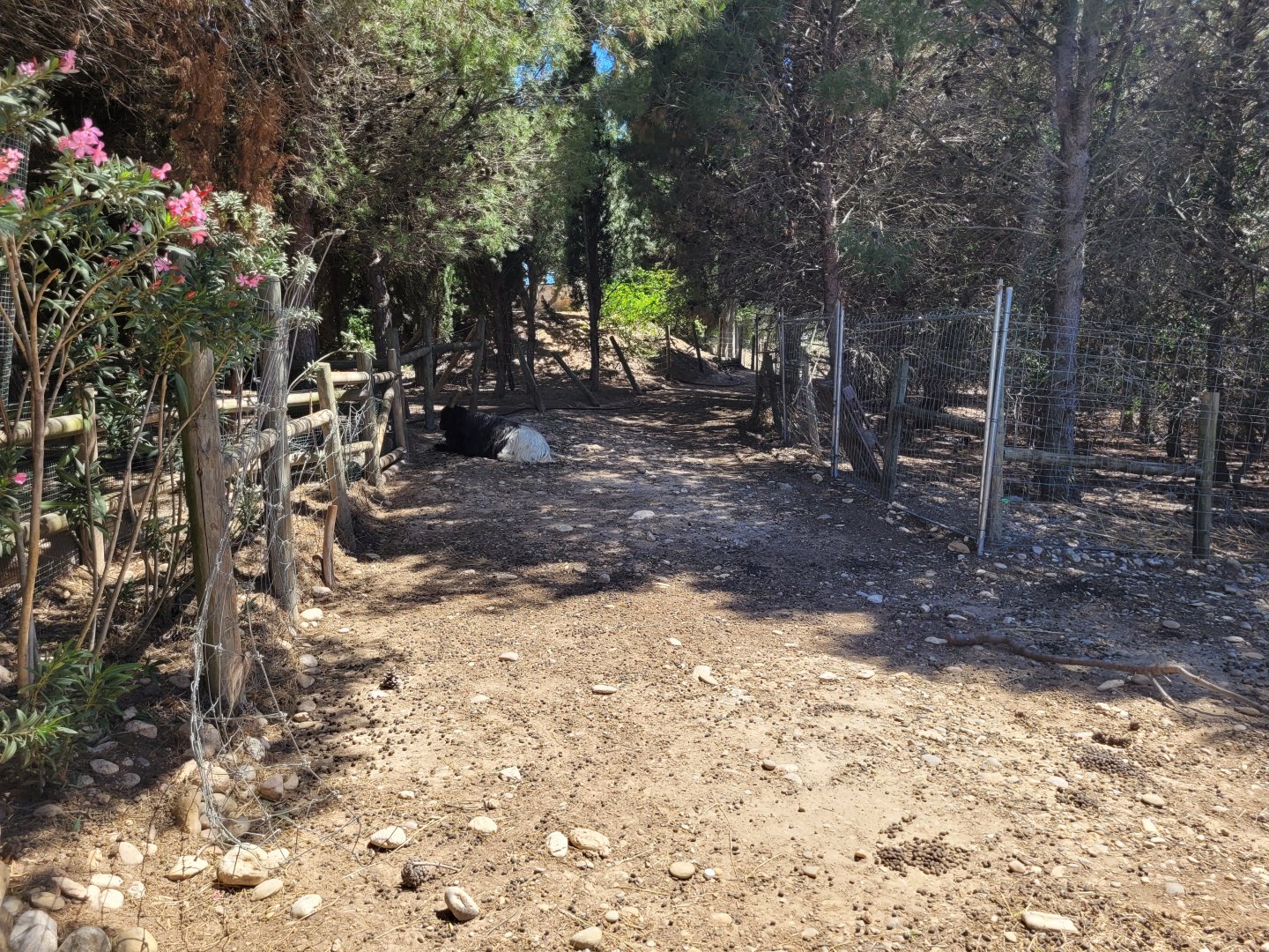 Valais black-necked goat and Hampshire sheep exhibit -Sendaviva (2024)