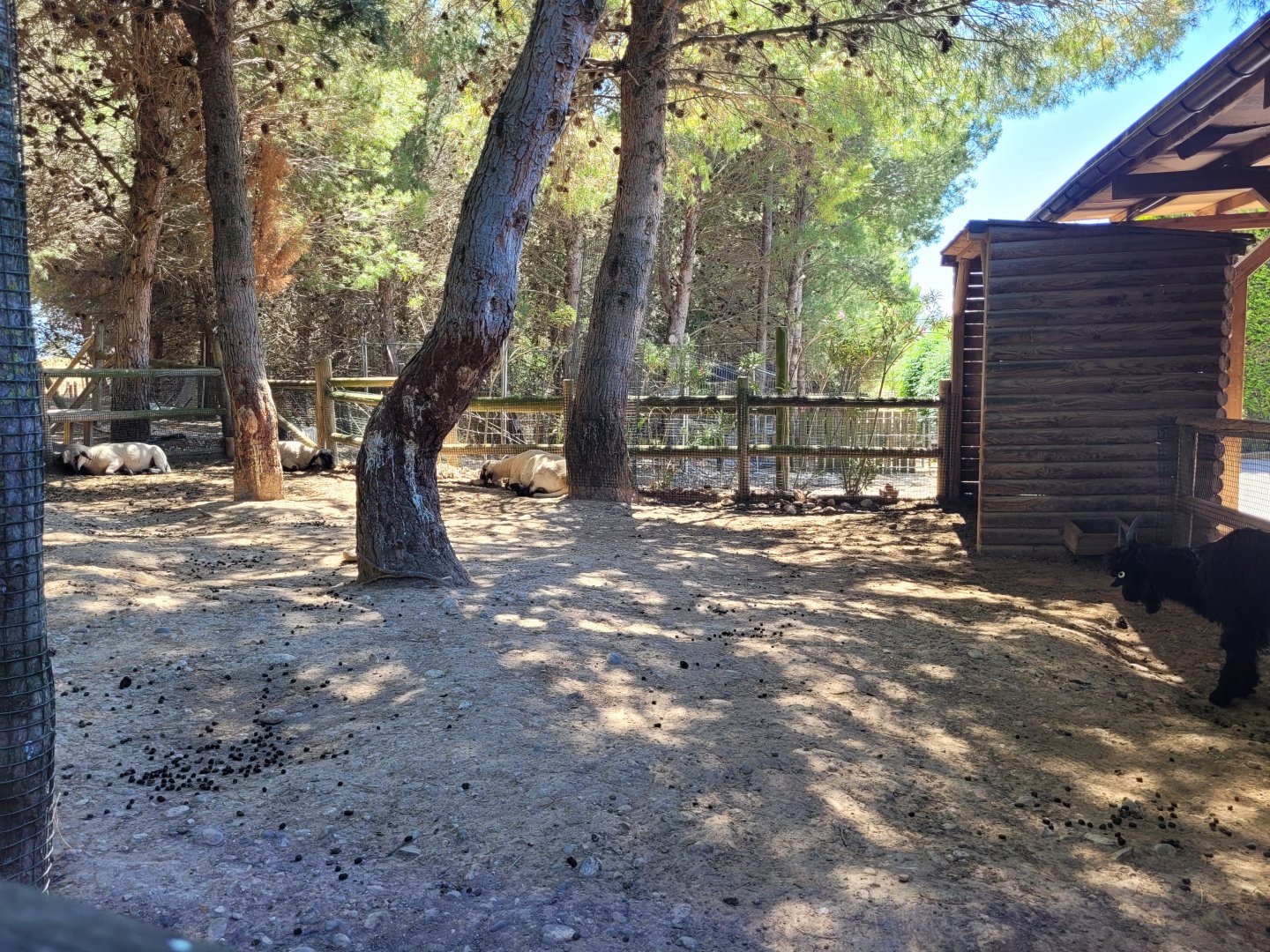 Valais black-necked goat and Hampshire sheep exhibit -Sendaviva (2024)