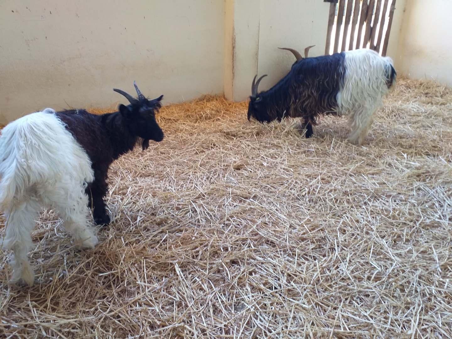 Valais black-necked goat exhibit -Sendaviva (2020)