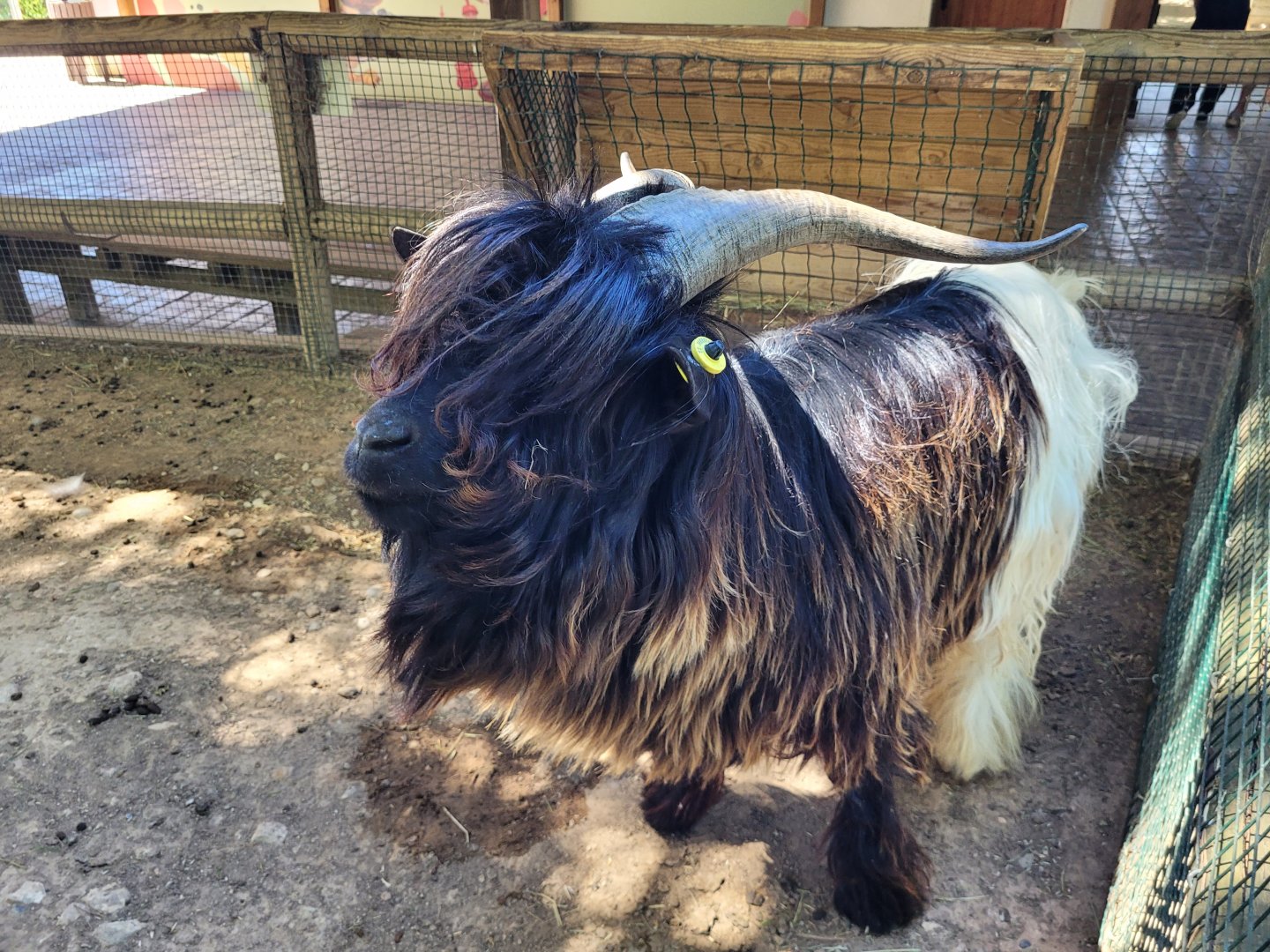 Valais black-necked goat -Sendaviva (2024)