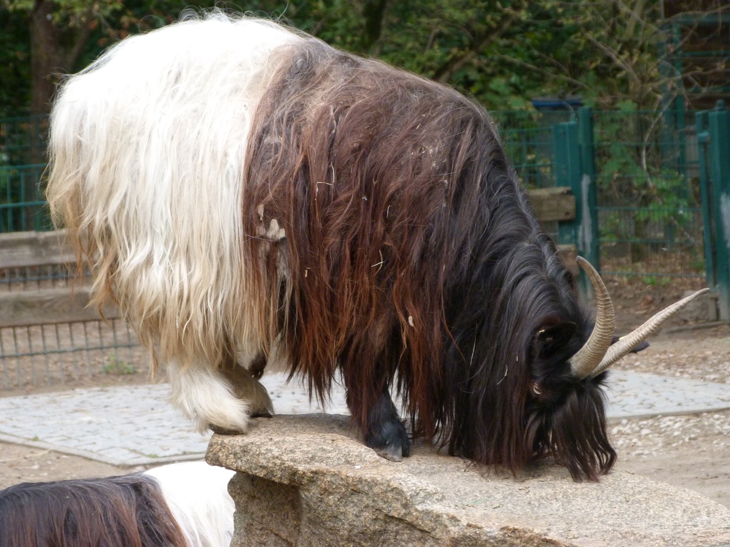 Valais black-necked goat -Tierpark Berlin (2024)