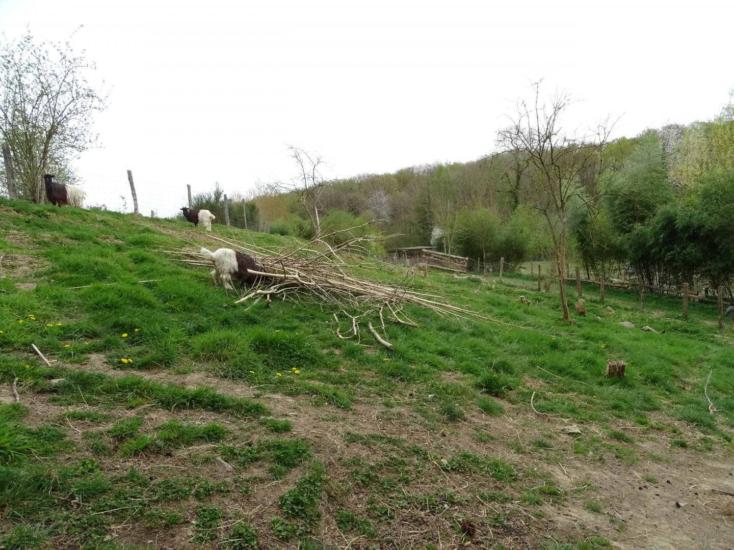 Valais Blackneck goat exhibit - Parc animalier d'Ecouves