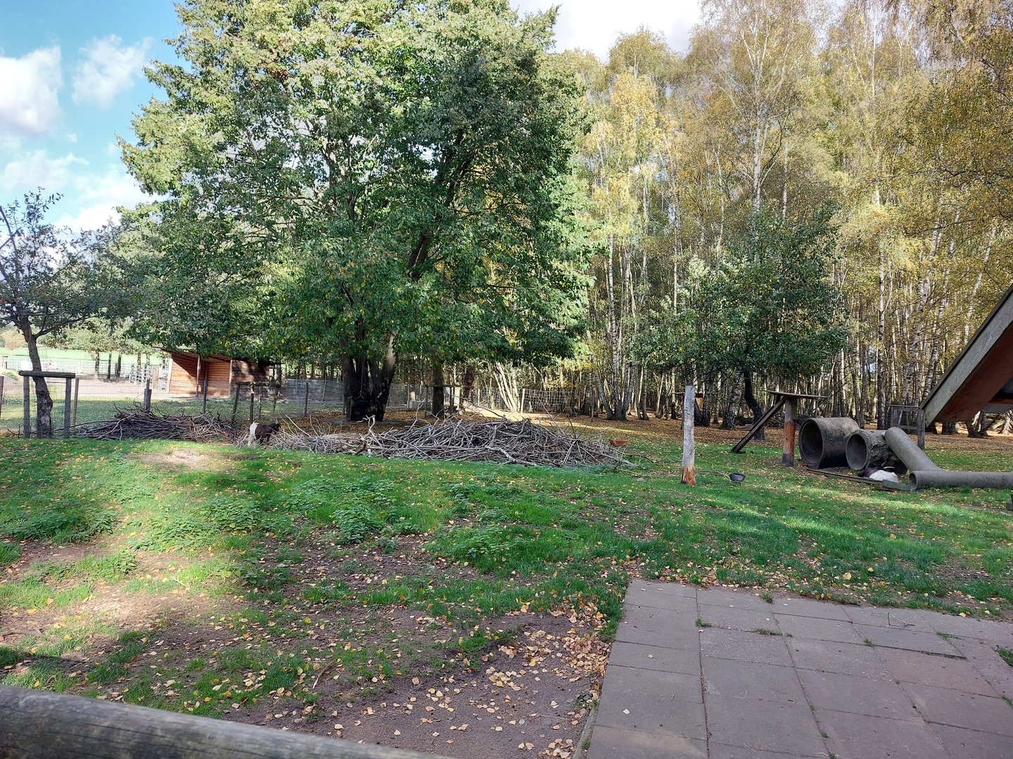 Valais blackneck goats