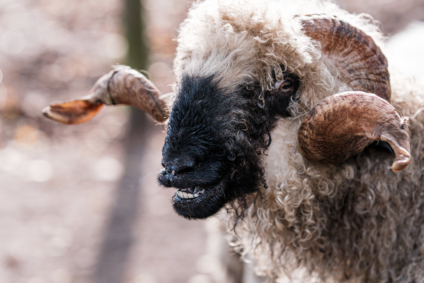 Valais Blacknose at Nöttler Berg