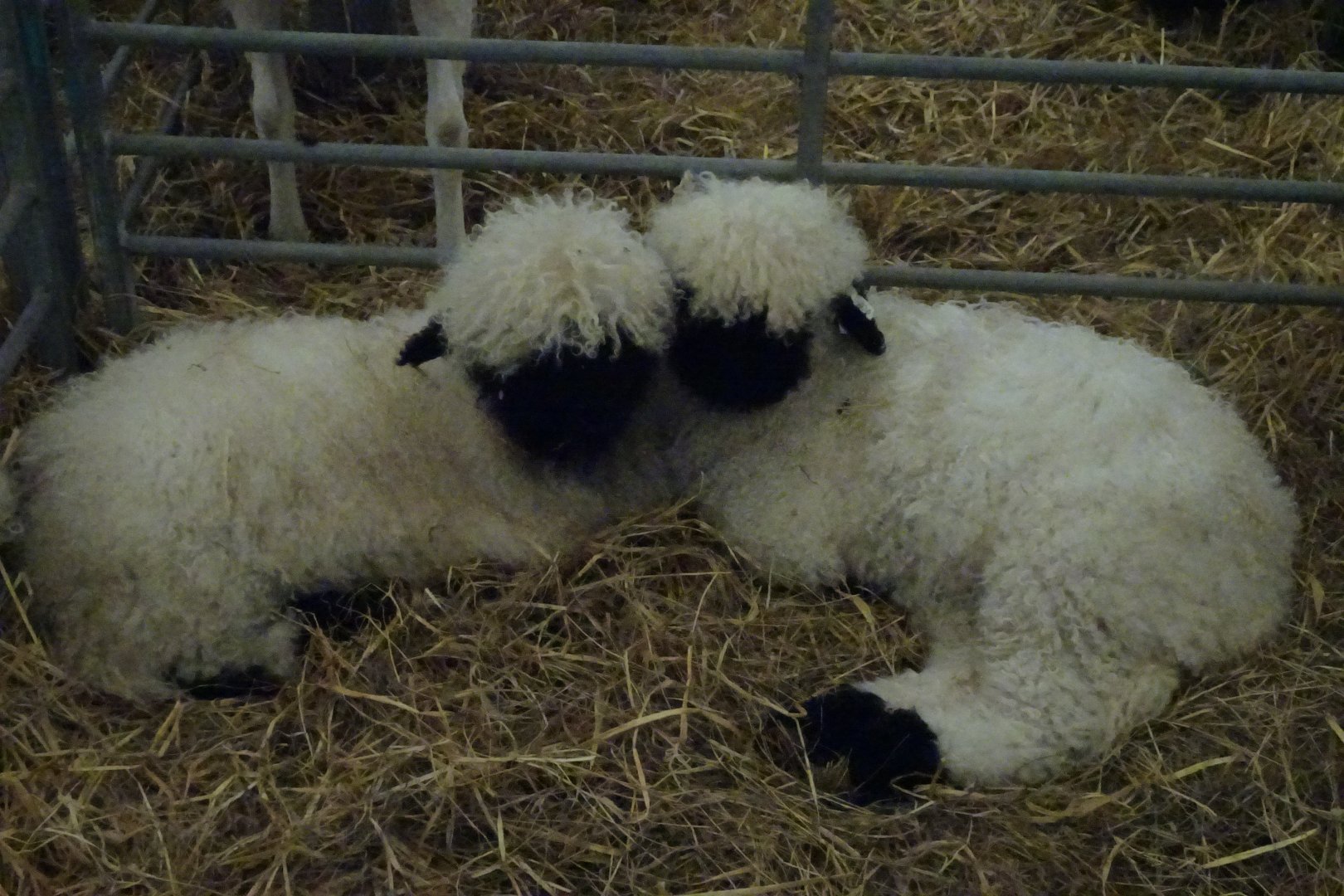Valais Blacknose lambs, May 2016