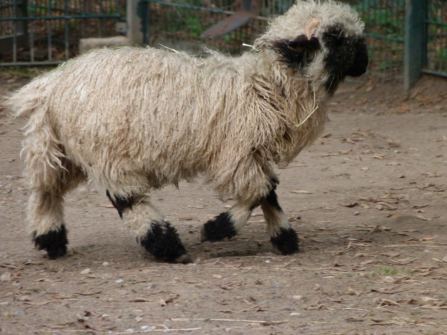 Valais blacknose sheep -Tierpark Berlin (2024)