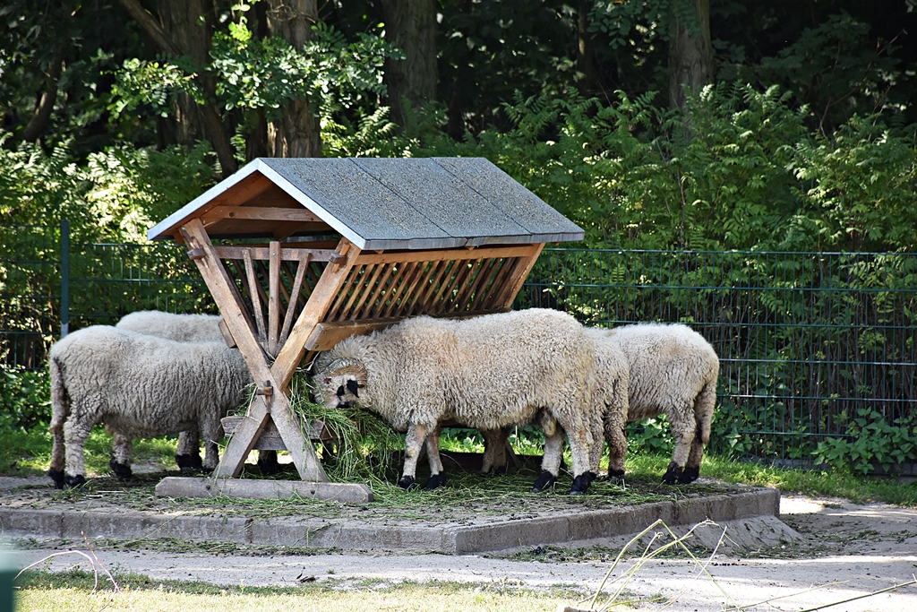 Valais Blacknose sheep