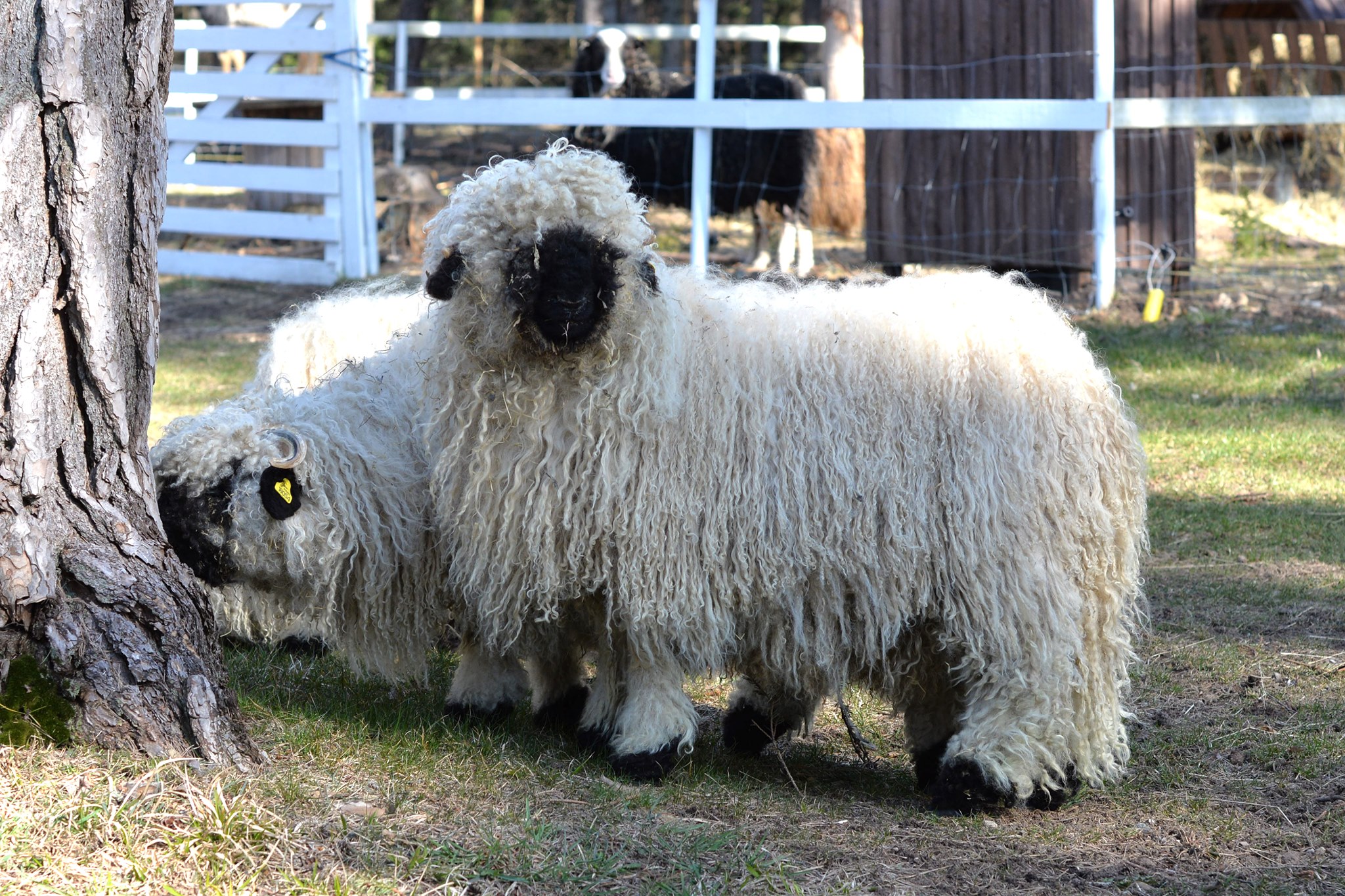 Valais Blacknose sheep