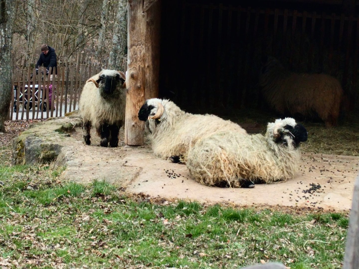 Valais Blacknose Sheep