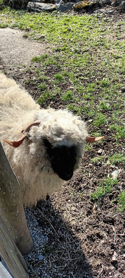 Valais Blacknose
