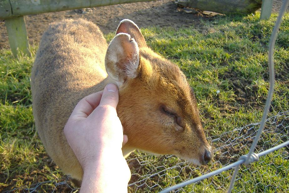 Vale_Wildlife_Rescue_hand_reared_Muntjac