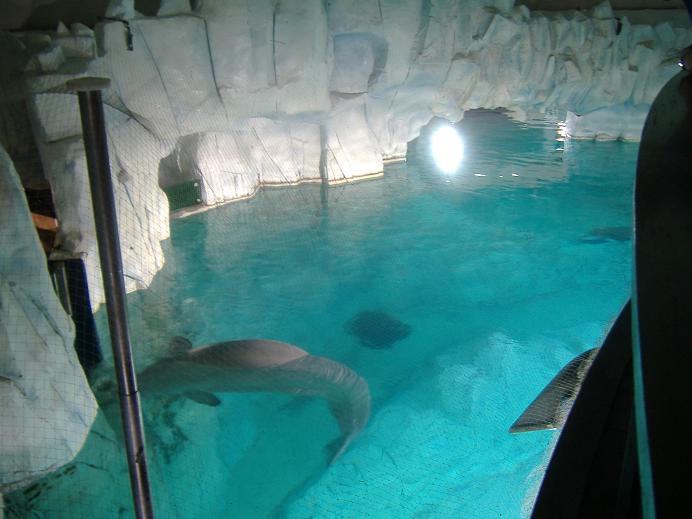 Valencia Oceanarium beluga pool