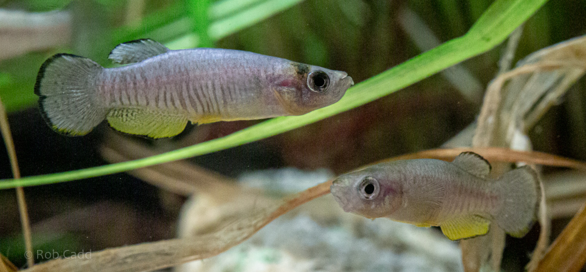 Valencia robertae : Whipsnade : 06 Sep 2019