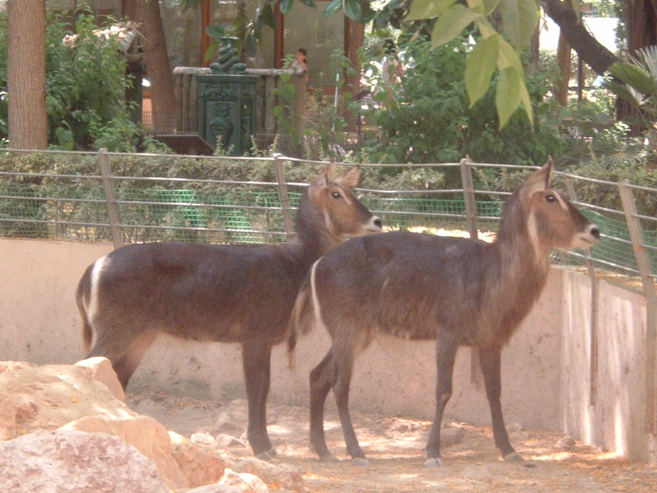 Valencia Zoo