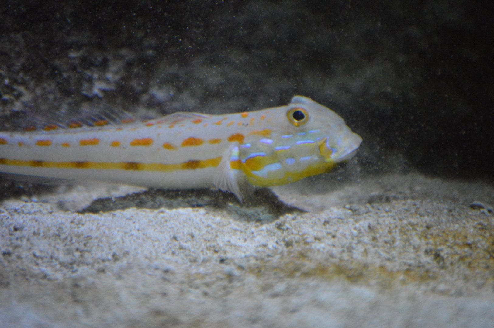 Valenciennea puellaris