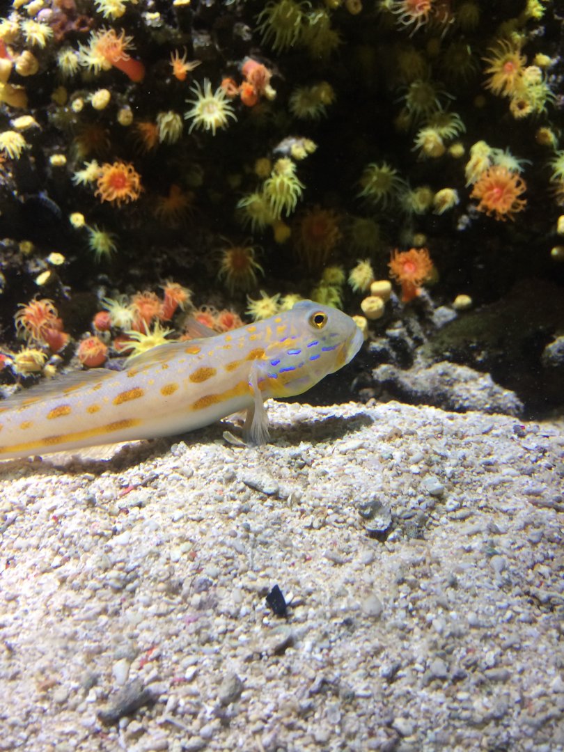 Valenciennea puellaris