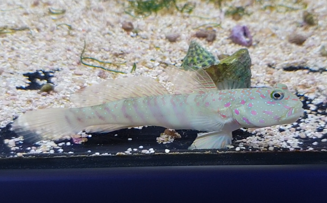 Valenciennea species