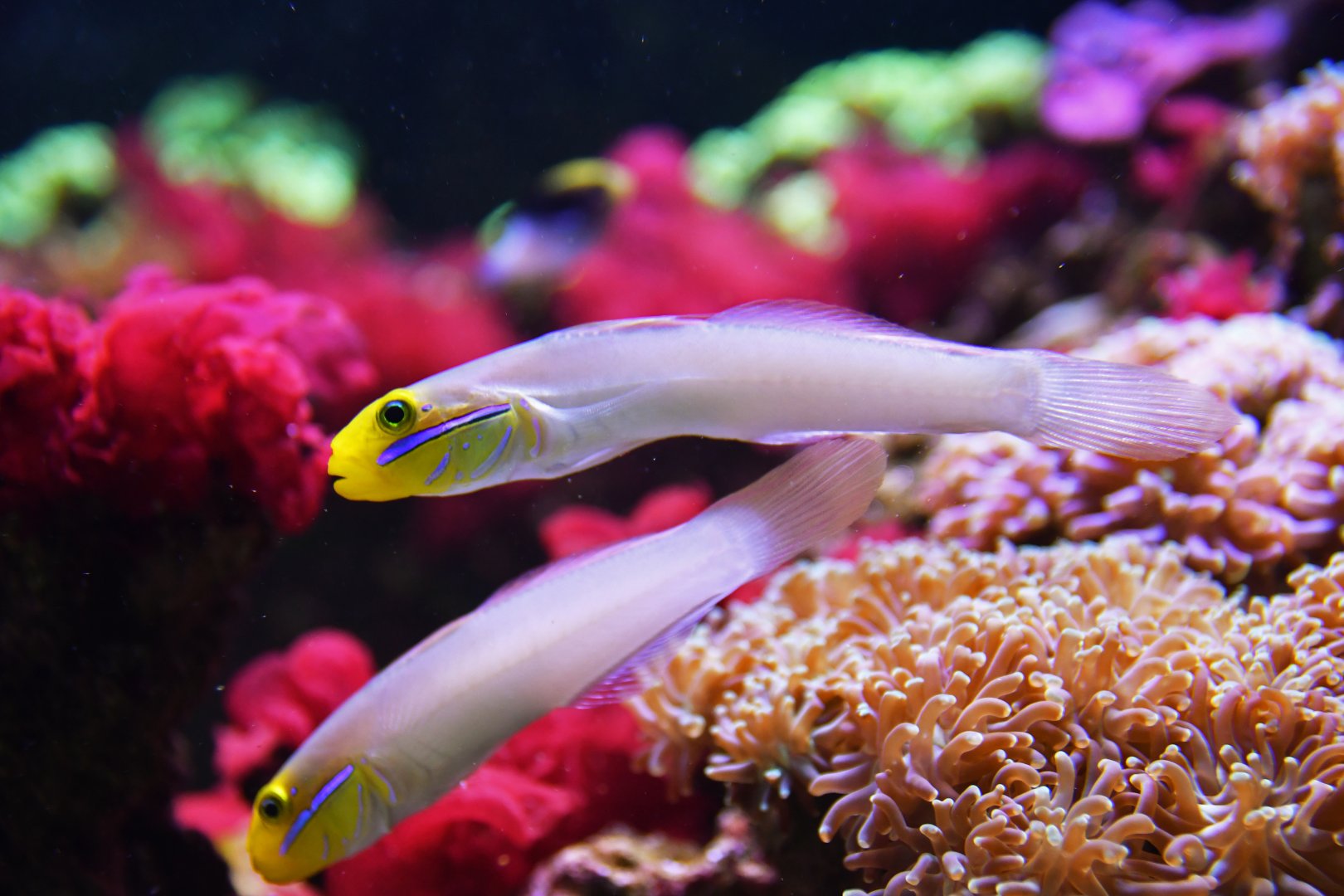 Valenciennea strigata