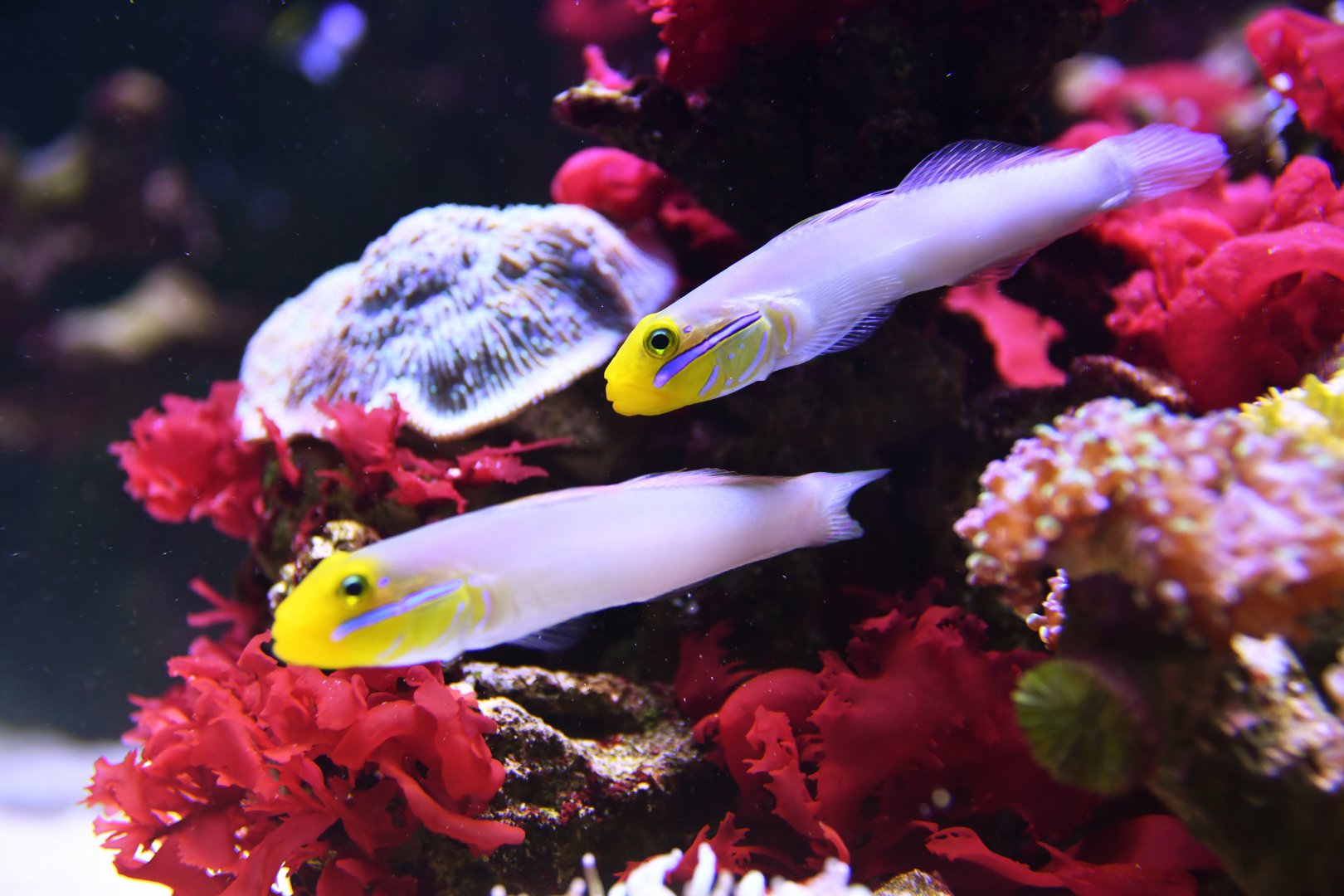 Valenciennea strigata