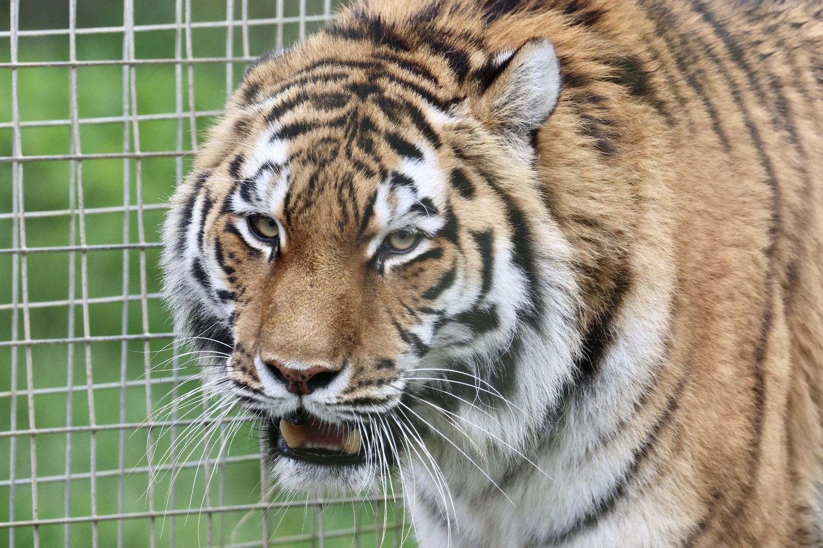 Valentina - Amur Tiger