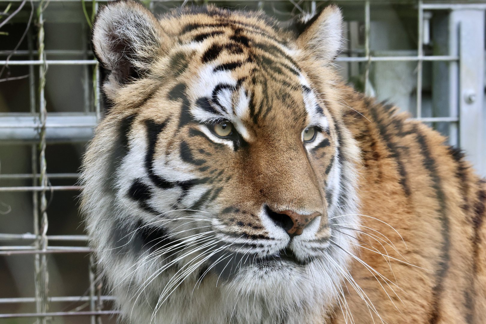 Valentina - Amur Tiger