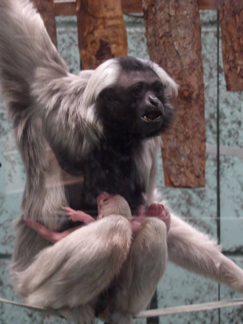 Valentina With Twins