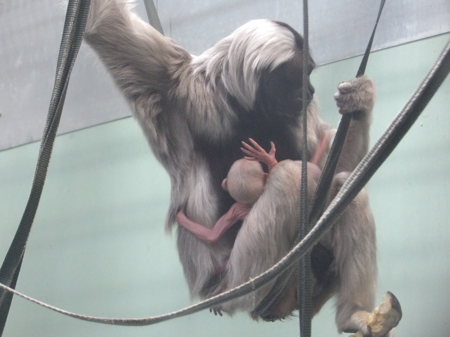 Valentina With Twins