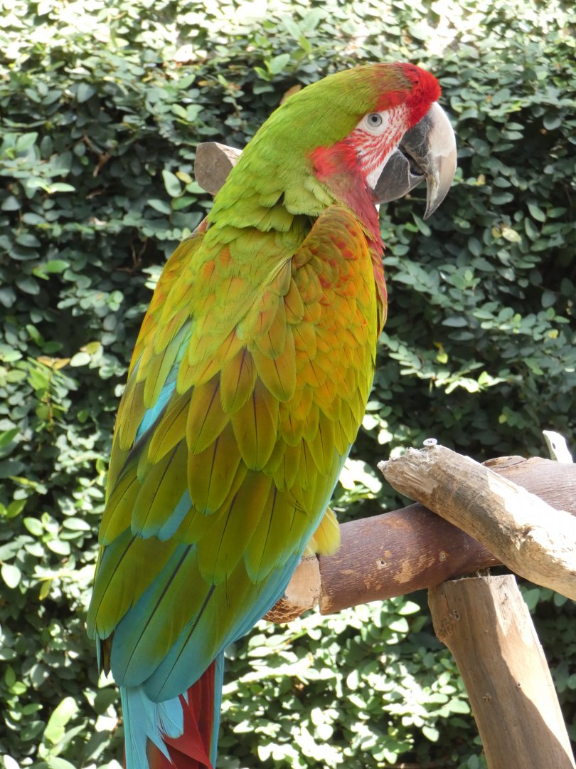 Valentine (Macaw hybrid)