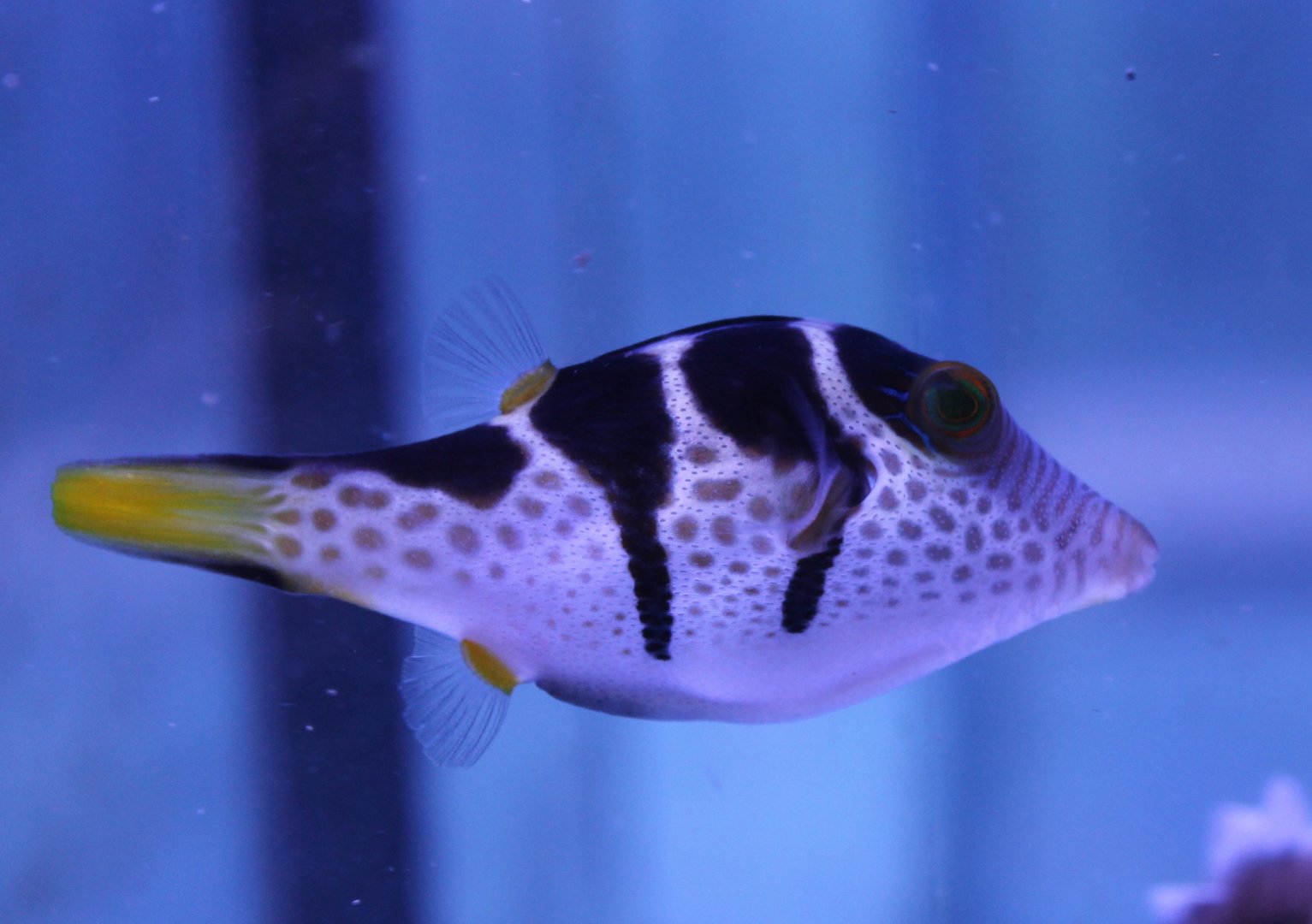 Valentine's puffer - Cathigaster valentini