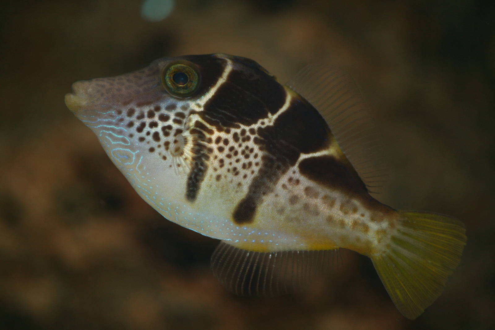 Valentinni's sharpnose puffer, 28/11/11