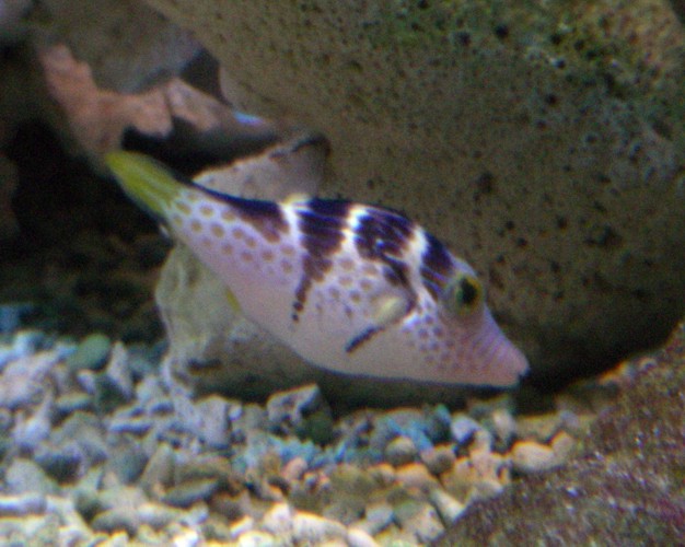 Valentin's Sharpnose Puffer (Canthigaster valentini)