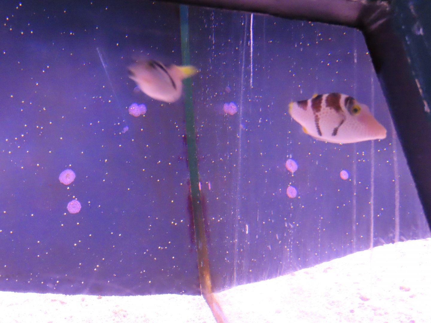 Valentin's sharpnose puffer (Canthigaster valentini)