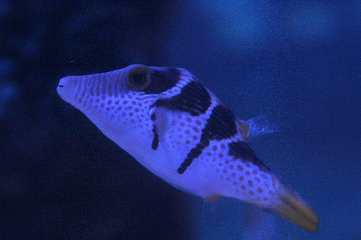 Valentin's sharpnose puffer (Canthigaster valentini)