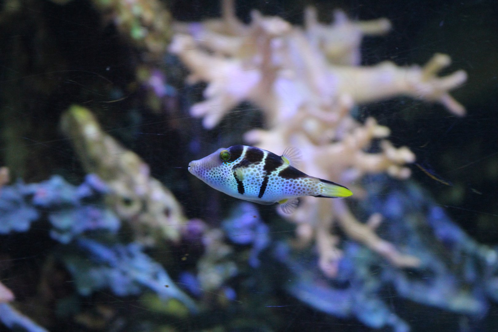 Valentin's Sharpnose Puffer