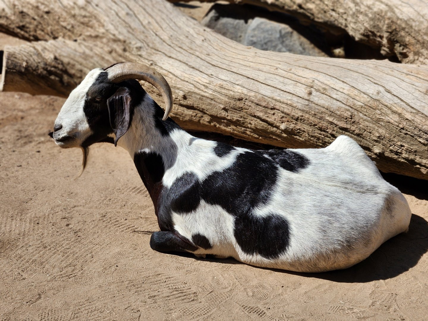 Valley farm goat