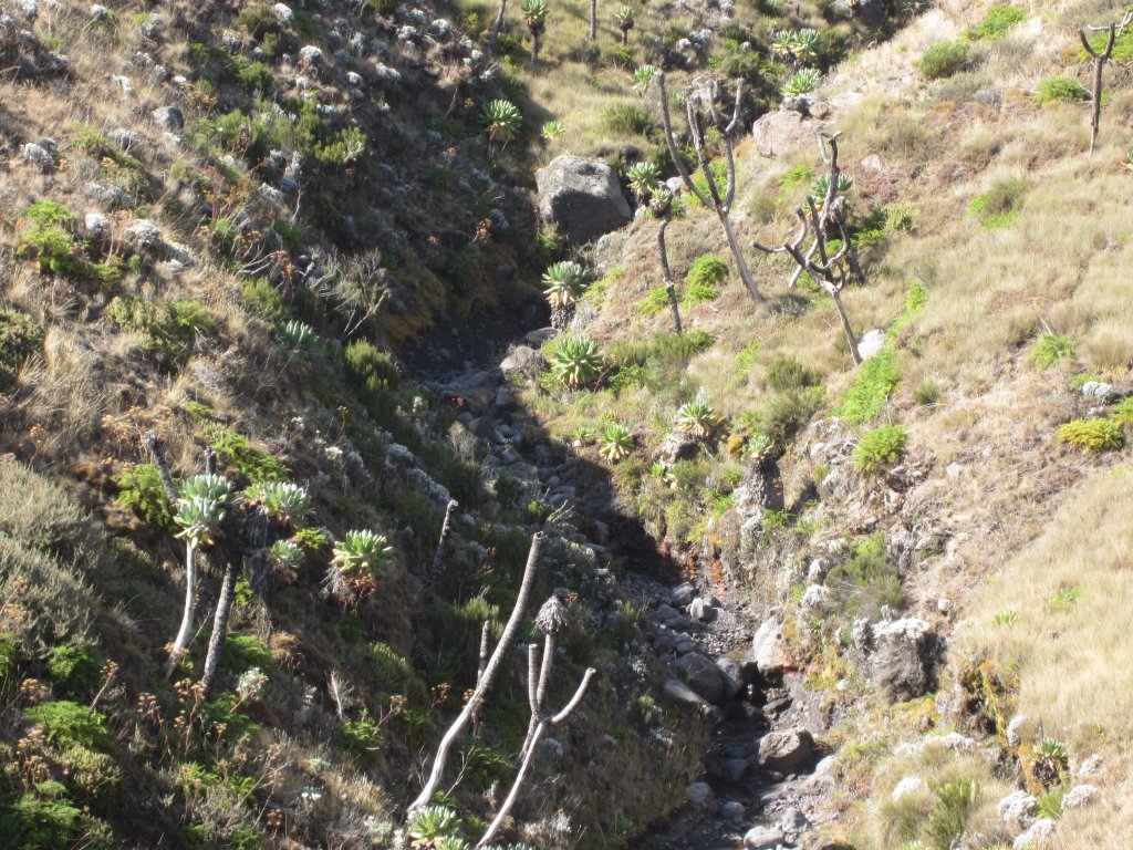 Valley full of giant groundsels