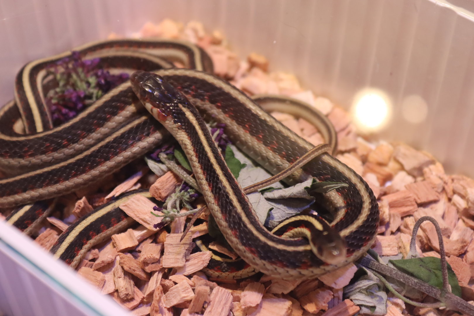 Valley Garter Snake
