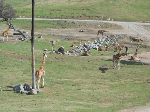 valley of the giraffes